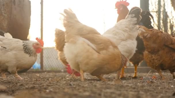 Los pollos comen grano en el patio — Vídeo de stock