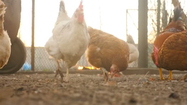 Hermosas gallinas en el patio comen grano — Vídeo de stock