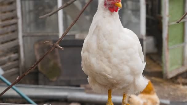 White chicken sits on the tube — Stock Video