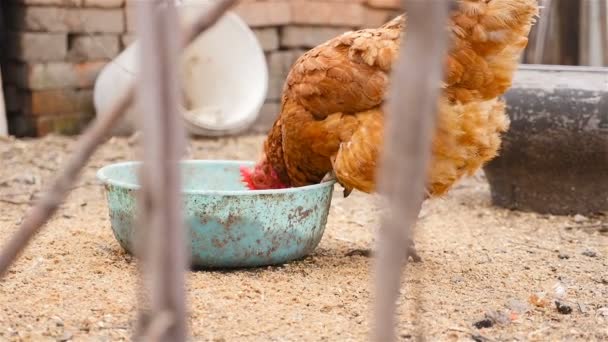 Rustik kyckling äter mat — Stockvideo