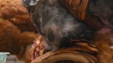 Horoz ve tavuk çiftleşme