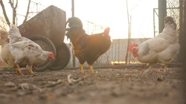 Pollos y gallos en el patio — Vídeo de stock