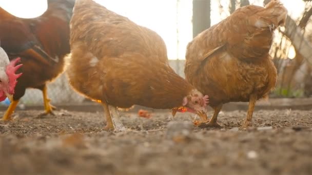 Poulets de village dans la cour — Video