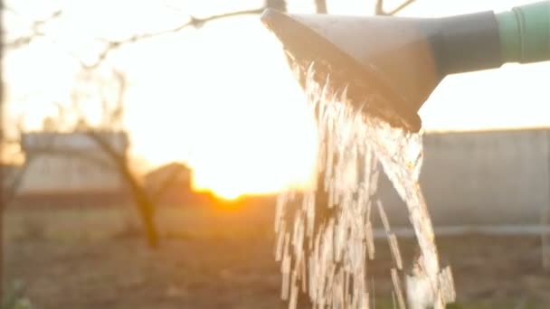 Riego de plántulas en un invernadero a mano — Vídeo de stock