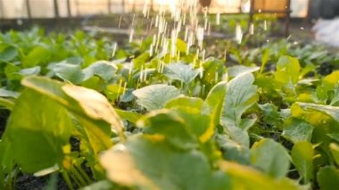 Endüstriyel sera. Sulama fideleri. Yavaş çekim