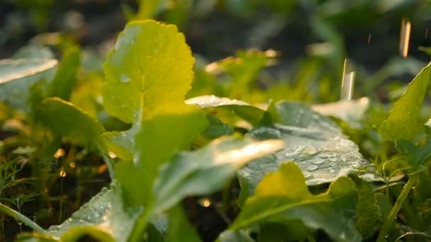 Farmář zavlažuje sazenice ve skleníku. Manuální napájení. Zpomaleně — Stock video