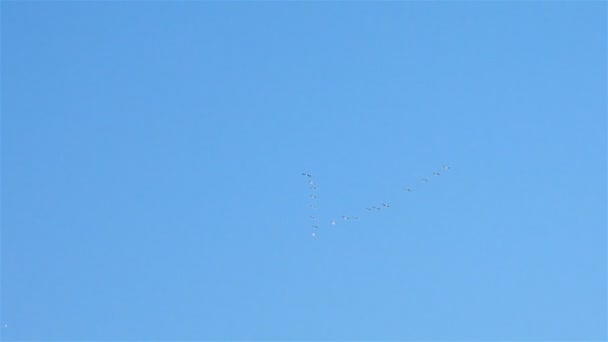 Una bandada de pájaros en el cielo. Volando hacia el sur. Movimiento lento — Vídeos de Stock