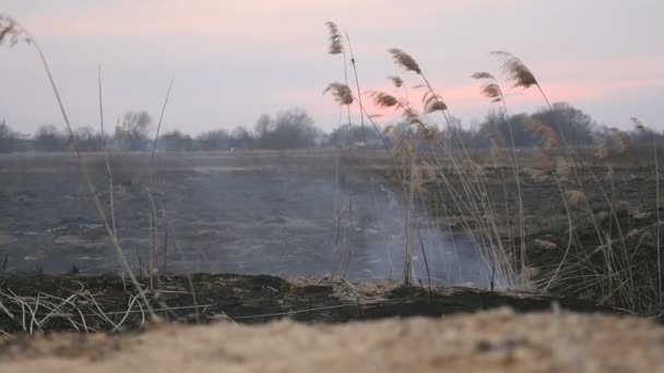 Φλεγόμενο χωράφι στον καπνό. Οικολογική καταστροφή — Αρχείο Βίντεο