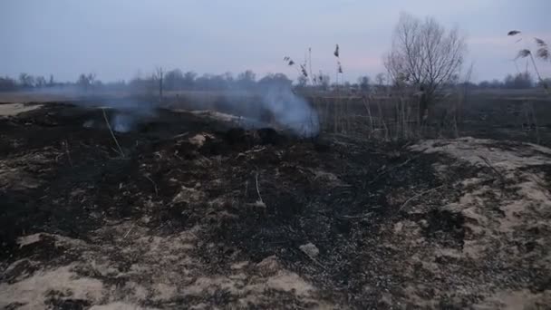 Campo bruciato con erba. Una catastrofe ecologica. Camera si muove in avanti — Video Stock