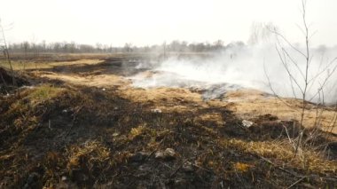 Yanmış tarla. Etrafta çok duman var. Ekolojik felaket. Büyük yangın.