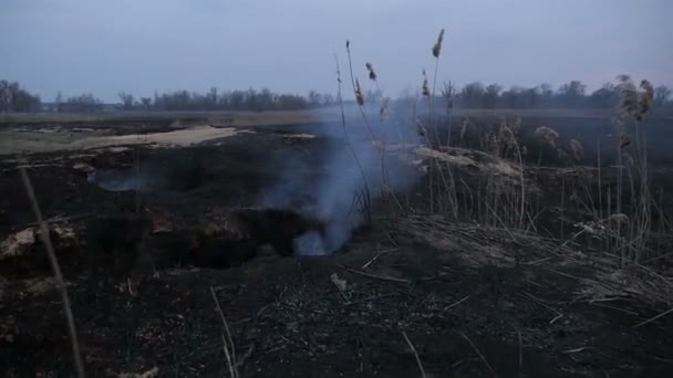 Campo queimado em fumo. Câmera em movimento — Vídeo de Stock