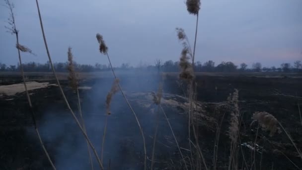 Brennendes Feld am Abend. Besondere Brandstiftung an Gras. Ökologische Katastrophe — Stockvideo