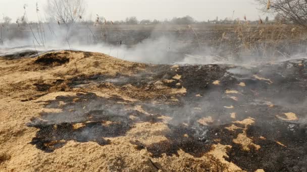 Fuego en el campo con hierba y árboles. Catástrofe ecológica. Factor humano — Vídeos de Stock