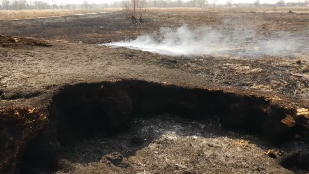 Feu sur le terrain. Herbe brûlée avec de la terre. Menace pour la nature. Catastrophe écologique — Video