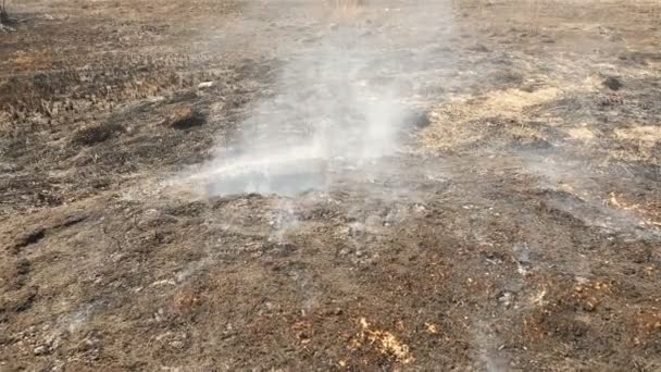 Fogo de primavera na floresta. Campo de smoldering com grama. Catastrofia ecológica — Vídeo de Stock