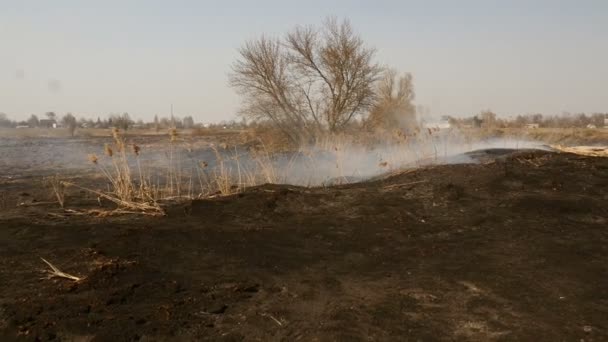 Выжженная земля после пожара. Тлеющая трава. Экологическая катастрофа — стоковое видео
