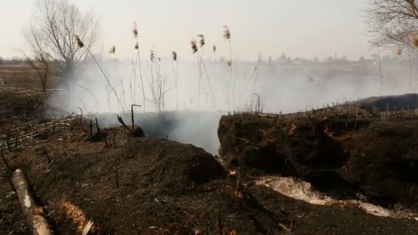 Spálená půda po jarním požáru na poli. Doutnající tráva. Velké jámy s popelem — Stock video