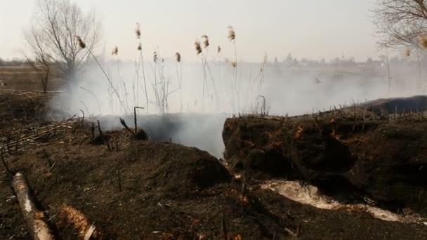 Terres brûlées après un incendie printanier sur le terrain. De l'herbe qui pue. Grandes fosses avec cendres 