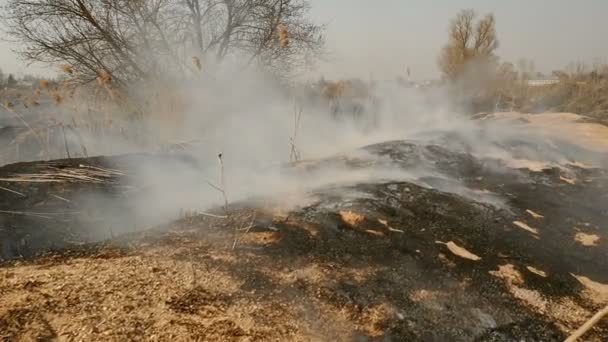 Feu printanier sur le champ avec herbe et arbres. Terre brûlée. Catastrophe — Video