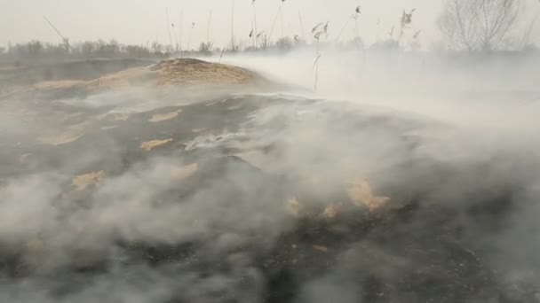 Égett föld fűvel a mezőn. Természeti katasztrófa — Stock videók