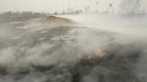 Καμένη γη με γρασίδι στο χωράφι. Φυσικές καταστροφές — Αρχείο Βίντεο