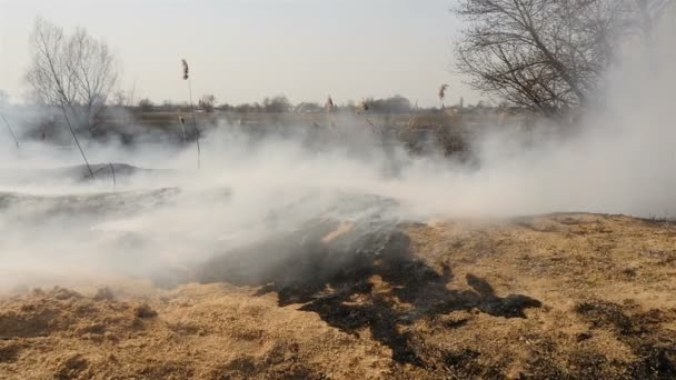 Campo ardiente con humo. Problema ecológico. Hierba quemada — Vídeos de Stock