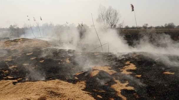 Catastrophe naturelle, champ brûlant. Catastrophe écologique. Facteur humain. Pollution de l'environnement. Beaucoup de fumée 