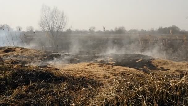 Tierra quemada en el campo. Árboles quemados y hierba en el campo. Catástrofe ecológica. Desastre natural — Vídeo de stock