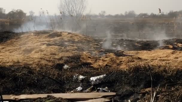 Un desastre natural en la naturaleza. Campo quemado. Catástrofe ecológica — Vídeos de Stock
