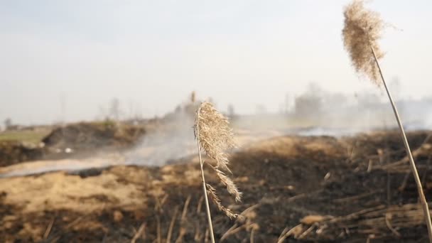 Catástrofe ecológica. Campo quemado. Hierba seca sobre un fondo de un campo humeante — Vídeos de Stock