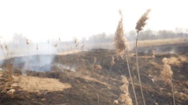 Sahada yanmış çimenler. Ekolojik felaket. İnsan faktörü. Özel kundaklama