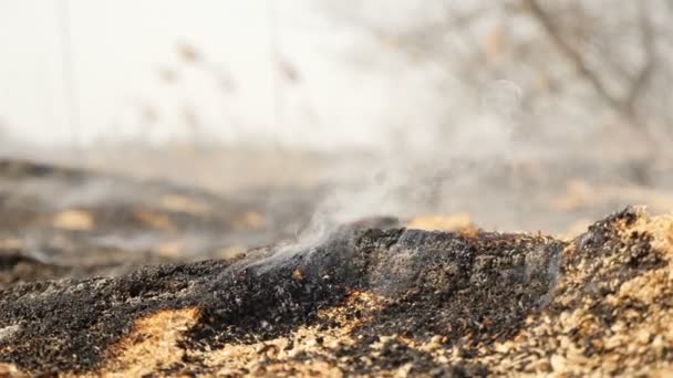 O campo de turfa está a arder. Close-up. Terra queimada. Catastrofia ecológica — Vídeo de Stock
