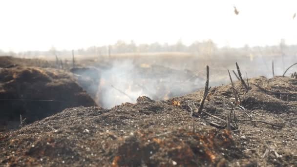 Terra queimada no campo. Grama fumegante. Close-up — Vídeo de Stock