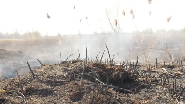 Поле в дыму, жженая трава. Экологическая катастрофа — стоковое видео
