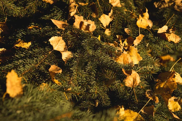 Žluté Listy Smrkových Větví Přírodní Přírodní Pozadí Vánoční Koncept — Stock fotografie
