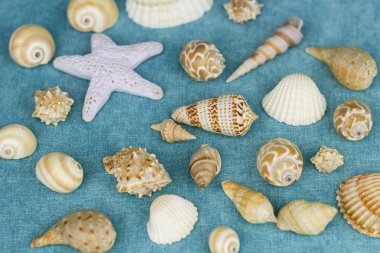 Mavi bir arka plan üzerinde deniz kabuklarını. Deniz plaj tatil ve seyahat kavramı