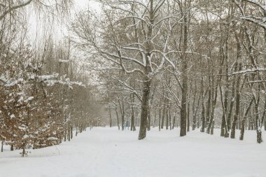 Kış manzarası. Ağaçlar karda