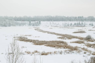 Kış manzarası. Ağaçlar ve kar