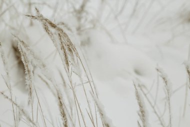 Bitkiler kar altında. Kış vibes. Doğal arka plan