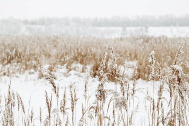 Bitkiler kar altında. Kış vibes. Doğal arka plan