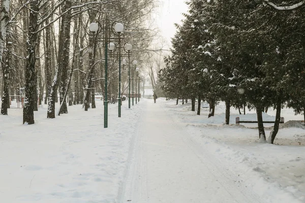 Kış manzarası. Ağaçlar karda
