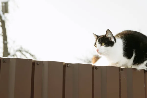 Katze Sitzt Auf Einem Zaun — Stockfoto