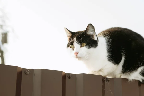 Gato Sentado Uma Cerca — Fotografia de Stock