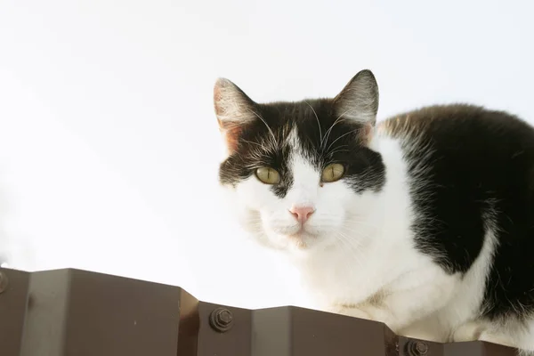 Gato Sentado Uma Cerca — Fotografia de Stock