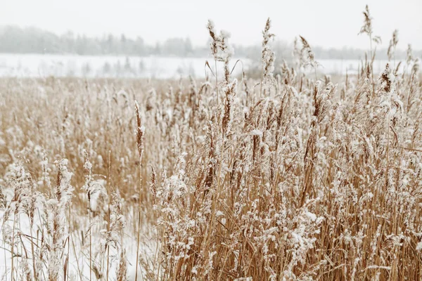 Bitkiler kar altında. Kış vibes. Doğal arka plan