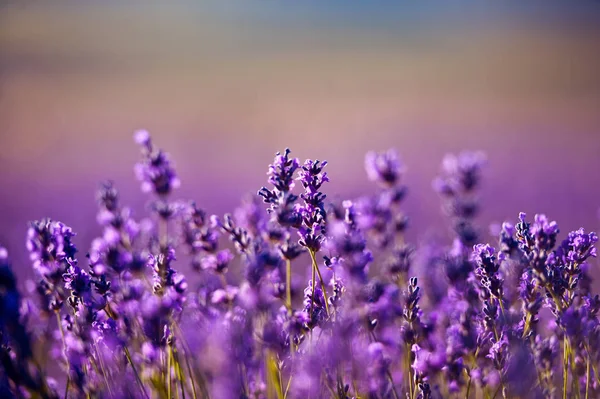 lavender flowers - Sunset over a summer purple lavender field . Bunch of scented flowers in the lavanda fields of the French Provence near Valensole