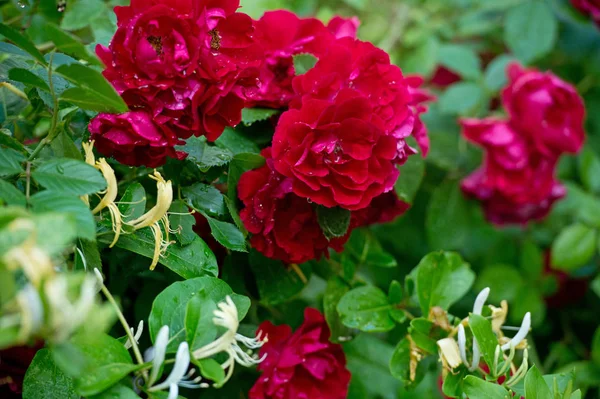 Beautiful bush of red roses in a spring garden. Rose garden. red roses bush. Spring time.