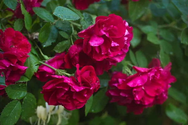 Beautiful bush of red roses in a spring garden. Rose garden. red roses bush. Spring time.