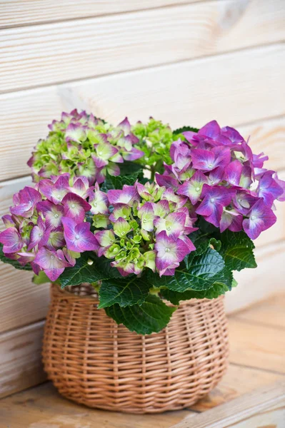 Basket with hydrangea close up
