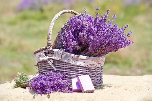 Basket with purple lavender flowers and soap in field